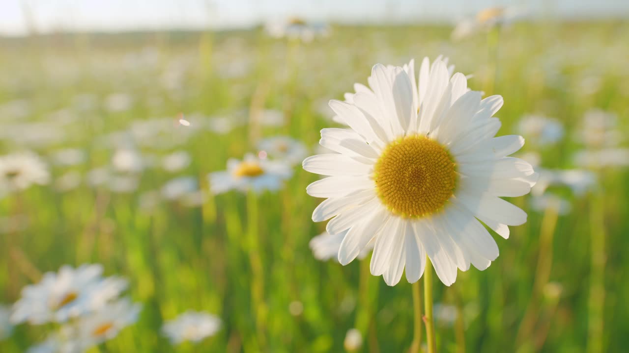 雏菊在田野里随风摇摆。自然美理念。菊花草甸。宏观的观点。视频素材