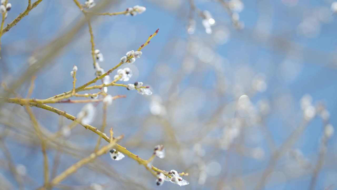 柳枝冰覆盖柳在早春。松软的花蕾在春天开放。散景。视频素材