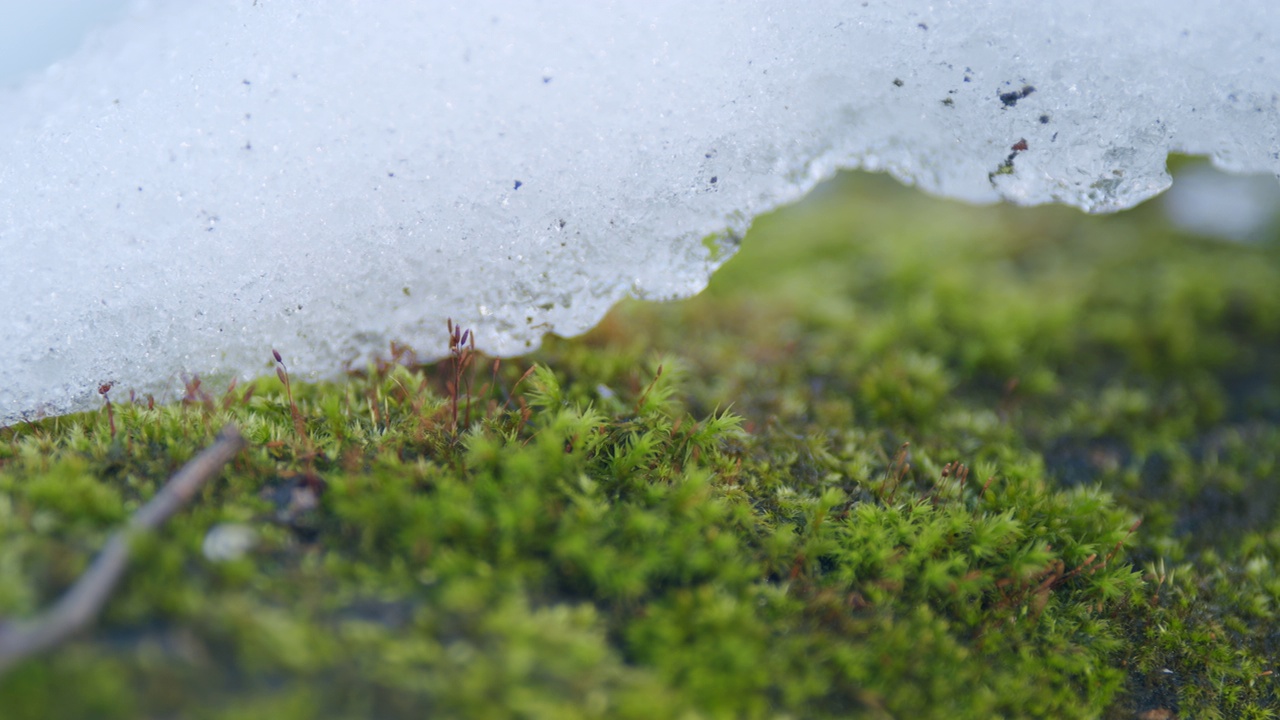 阳光在雪下的绿色苔藓上闪烁。从左到右平移镜头。视频素材