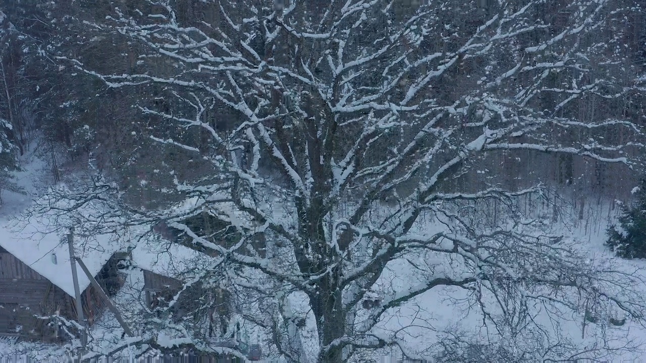 白雪覆盖的橡树独立。视频素材