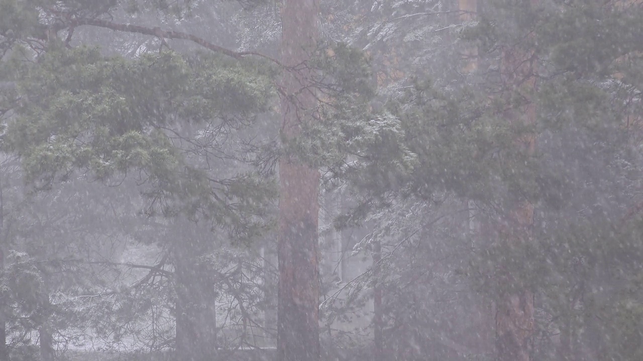 塞尔维亚Divcibare山区森林遭遇暴雪天气，大雪和大风导致能见度降低视频素材