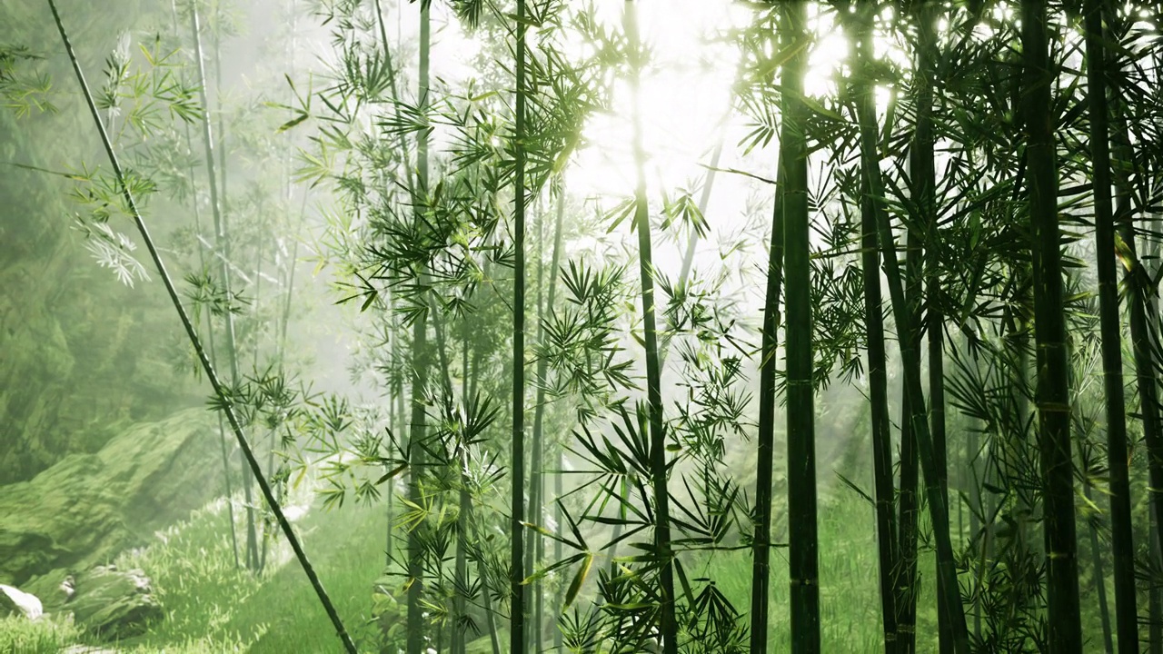 竹林里的晨曦视频素材