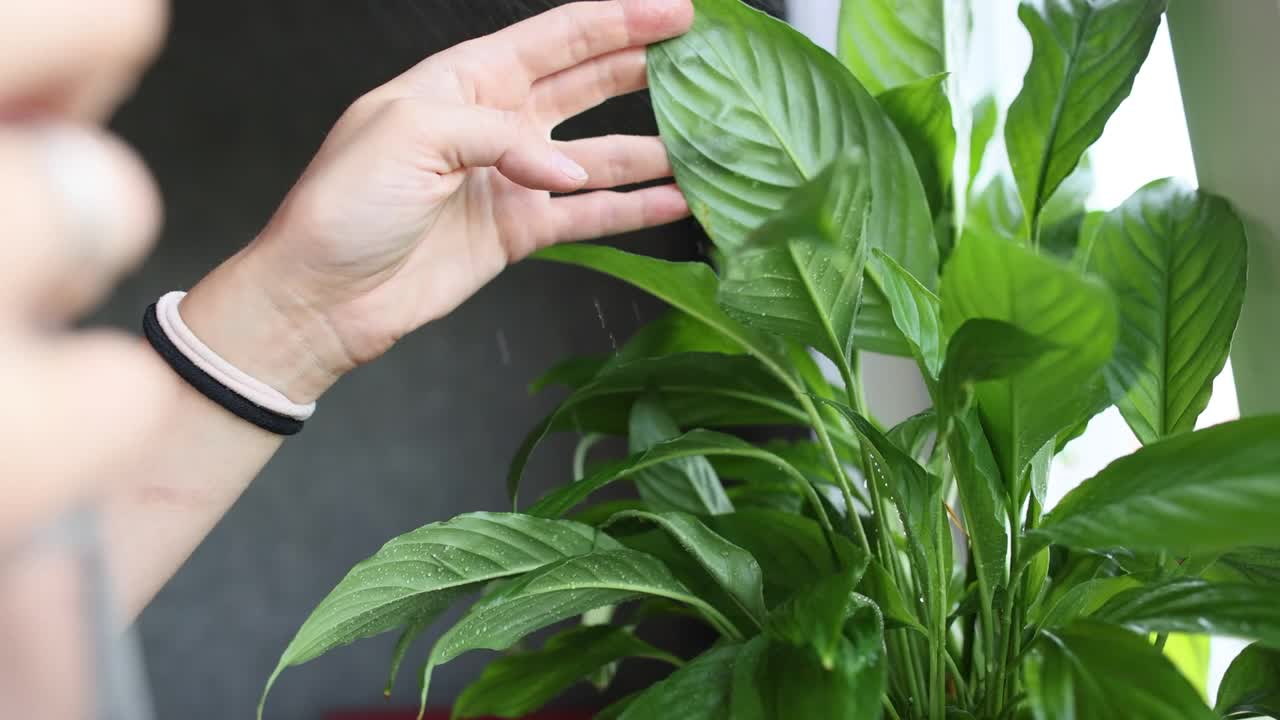 一名妇女在窗台上喷洒盆栽植物视频素材