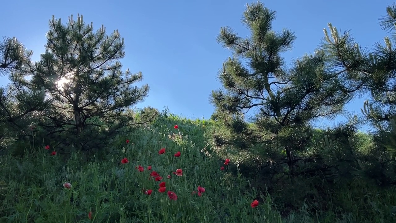 松树，罂粟花，绿草在山上衬着蓝天。视频素材