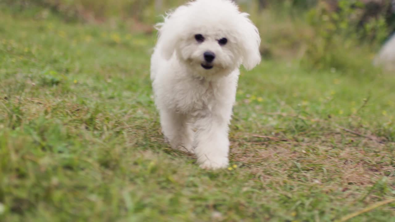 大自然中的比熊幼犬。可爱的小狗在草地上奔跑。视频素材