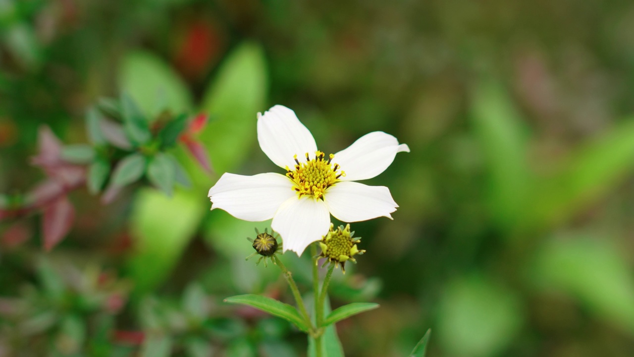 漂亮的白色宇宙花和黄色花粉视频素材