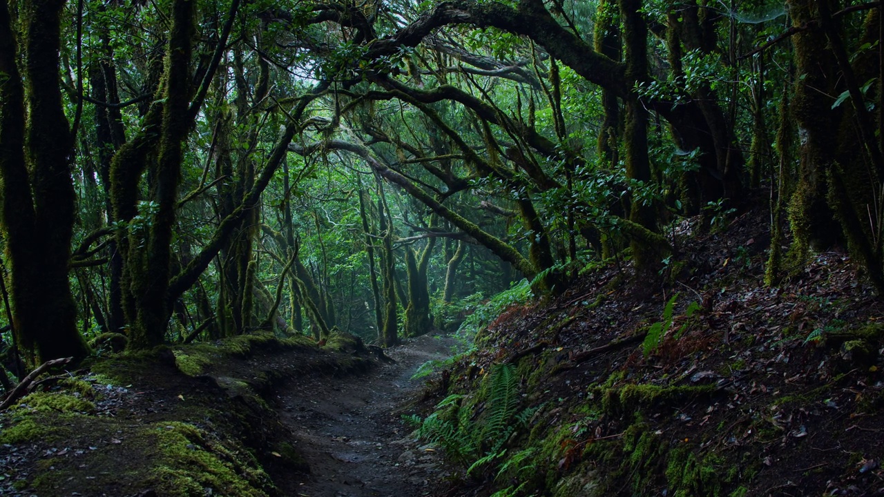 在阿纳加乡村公园的黑暗森林月桂树和苔藓。丛林自然背景。雾霾在树干之间下降。茂密的老树林和狭窄蜿蜒的小路。特内里费加那利群岛的风景。视频素材