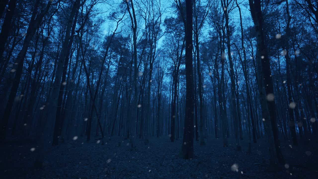 在寒冷的雪天，在落叶林的树木之间行走视频素材