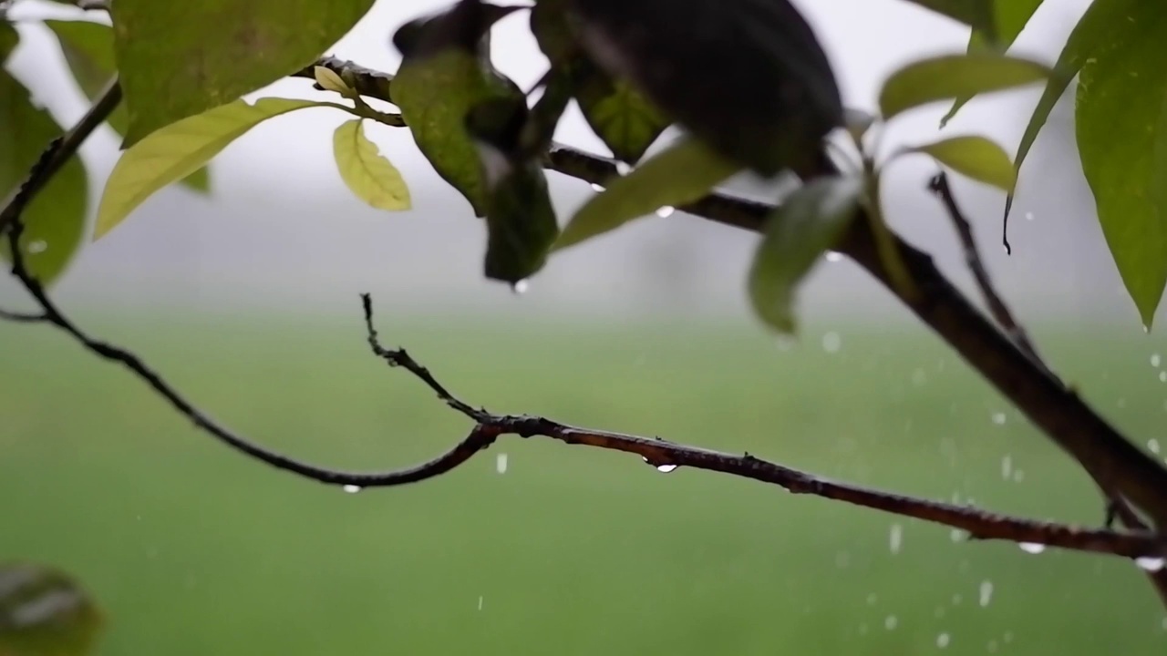 大雨视频素材