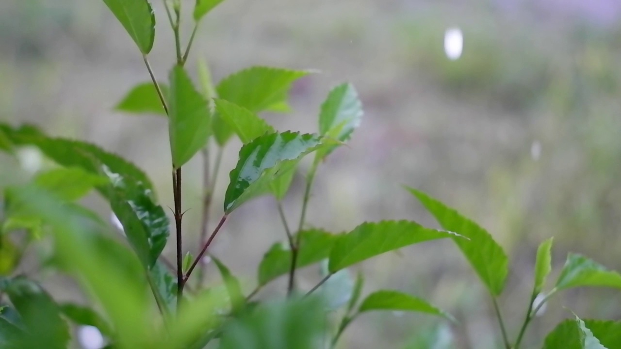 大雨视频素材