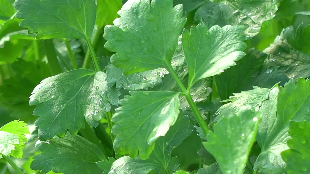 农场里的香菜视频素材