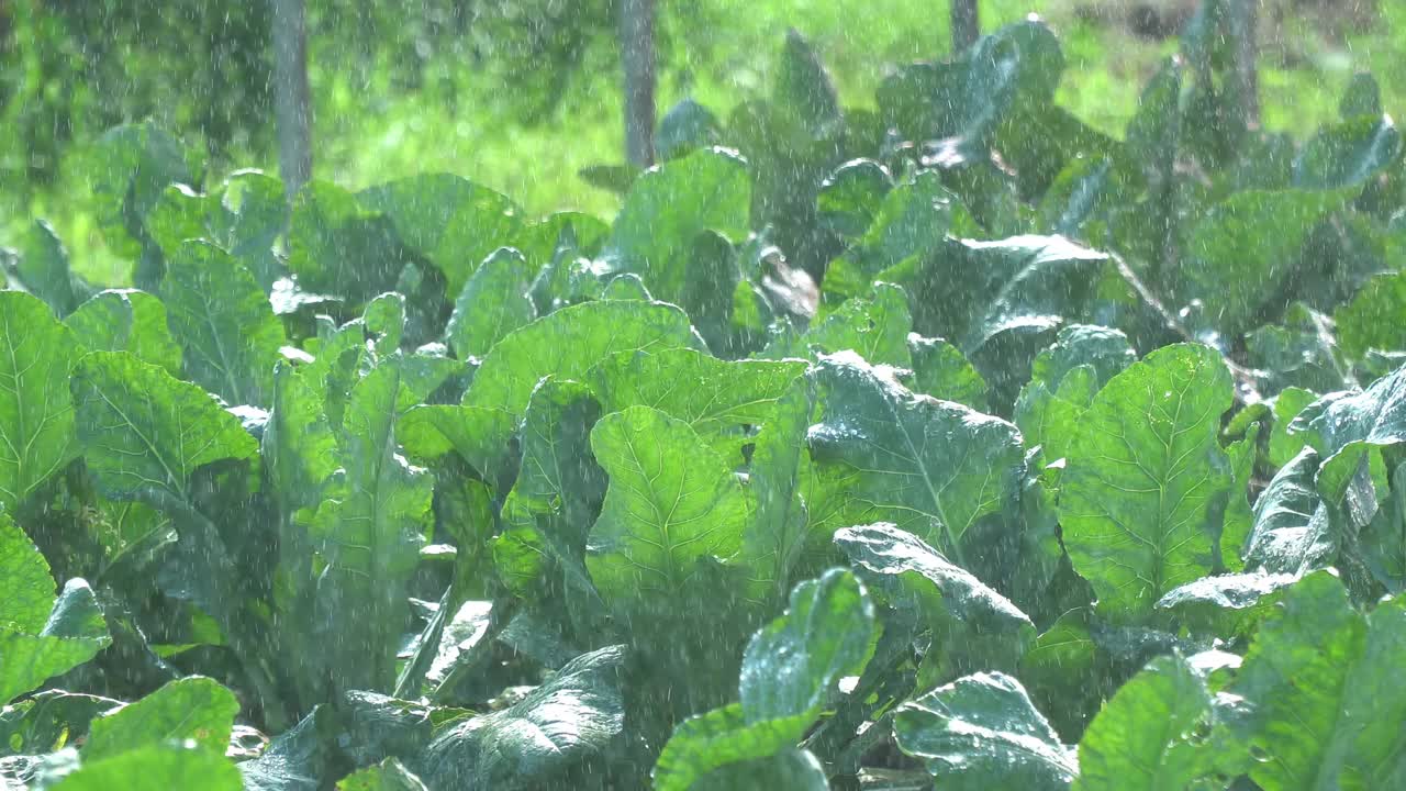 蔬菜浇水视频素材