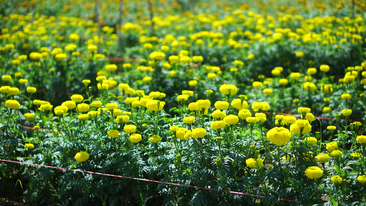 金盏花视频素材