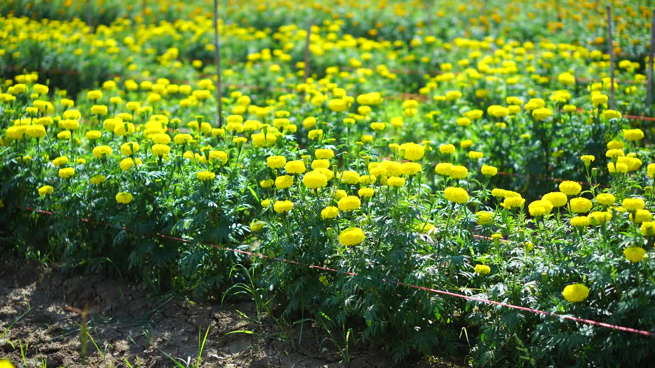 金盏花视频素材