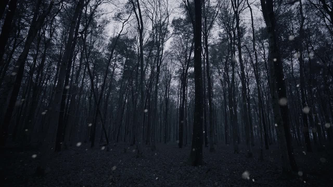 WS下雪天走在森林里的树间视频素材