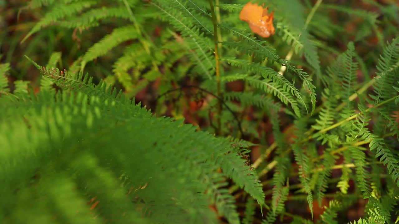 地面上覆盖着秋叶的植物的俯视图视频素材