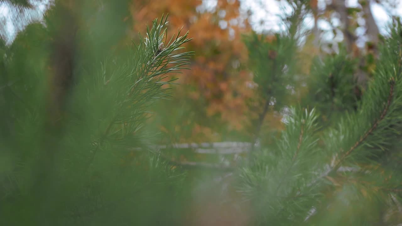 特写镜头的松树针叶在茂密的秋天森林视频素材