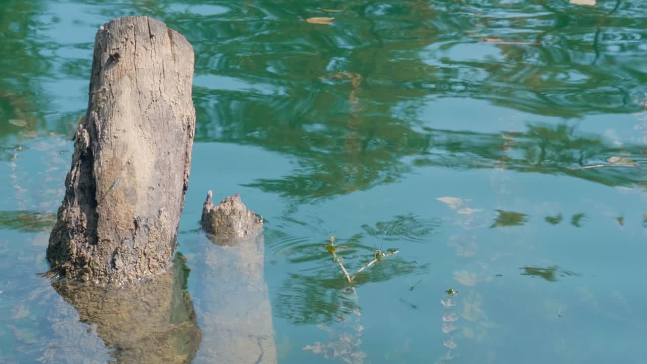 平静的湖泊，树木和植物在水中倒映视频素材