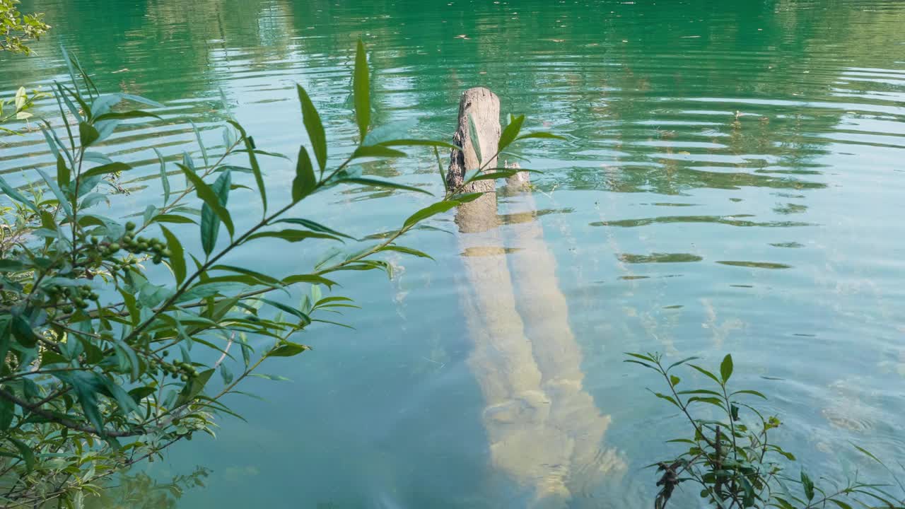 平静的湖泊，树木和植物在水中倒映视频素材