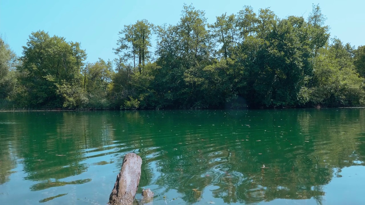 平静的湖泊，树木和植物在水中倒映视频素材