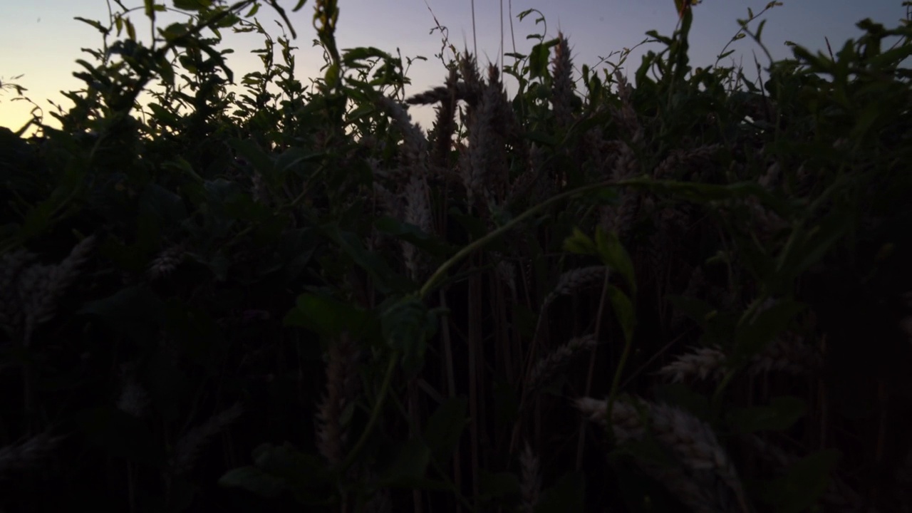 麦田上金色的夕阳。明亮阳光下的景观。视频素材