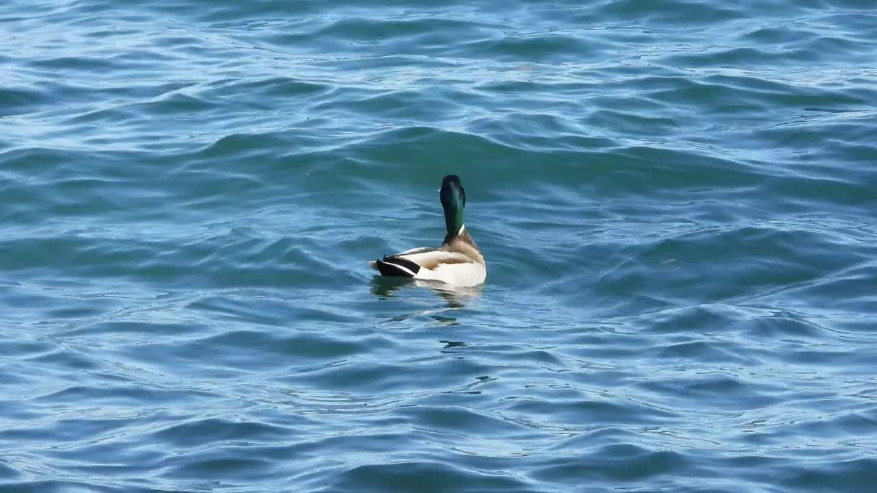 美丽的观点，野鸭游泳在波浪海水在高清视频素材