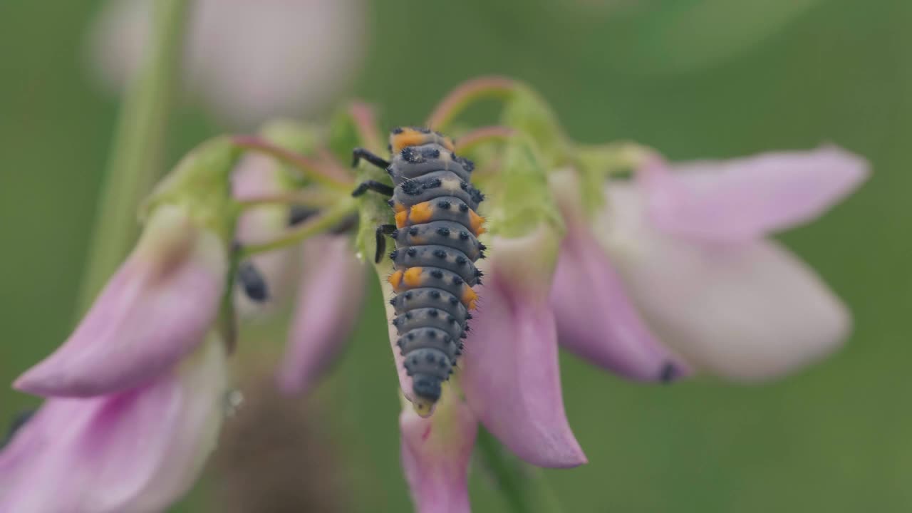 近距离拍摄一只七斑瓢虫躺在一朵紫色的花上，在风中振动视频素材