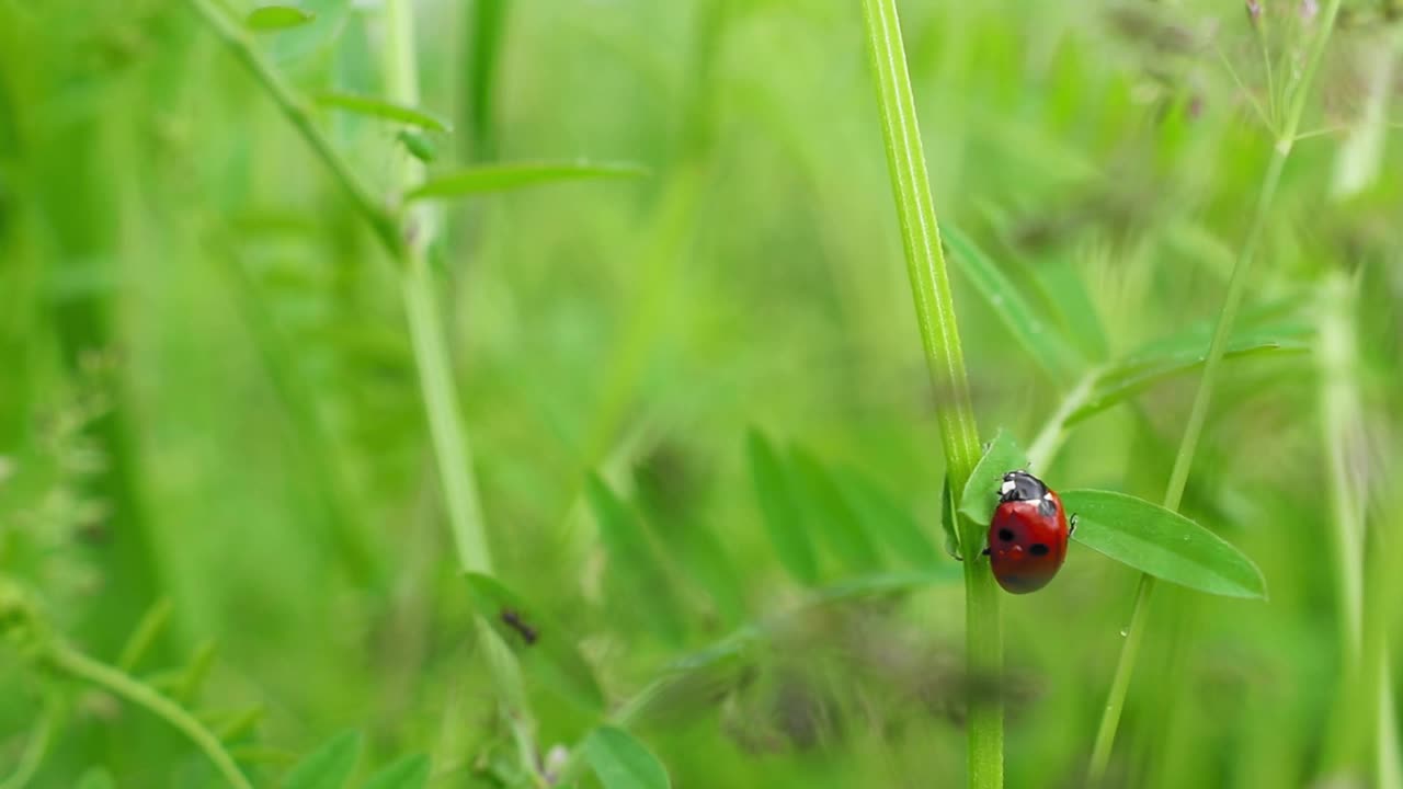 特写的瓢虫在植物的叶子在高清视频素材