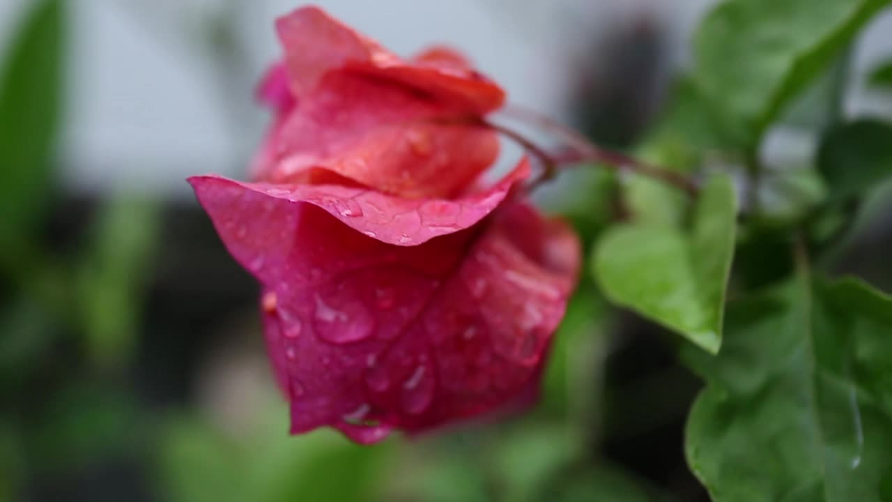 用清水浇花视频素材