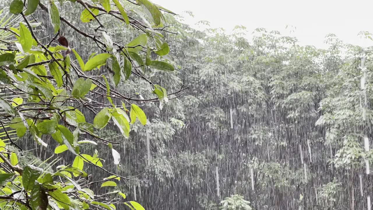 4K镜头下的雨水在白天倾泻在树上视频素材