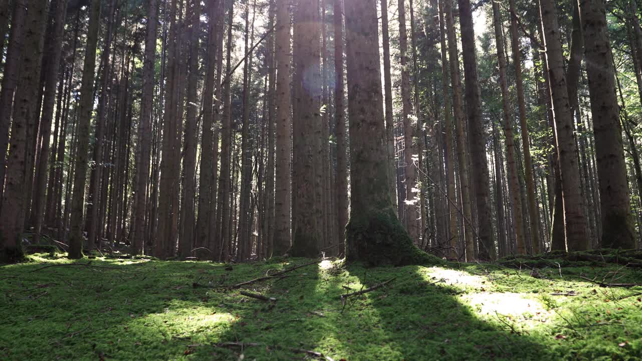 神奇的阳光明媚的针叶树在长满苔藓的森林地面。视频素材