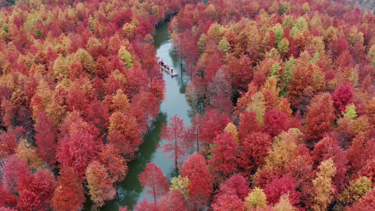 秋天，生长在水中的树林五颜六色，有人在树林里玩竹筏视频素材