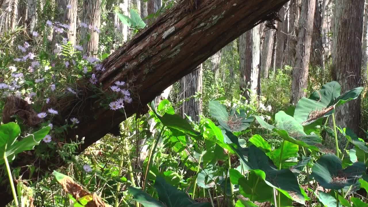 密集的湿地，有树木和绿色植物视频下载