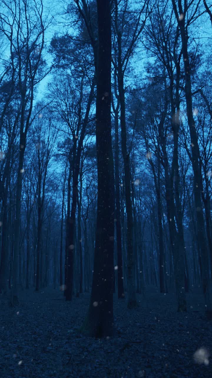 在一个寒冷的下雪天，落叶森林里的树木之间行走的垂直镜头视频素材