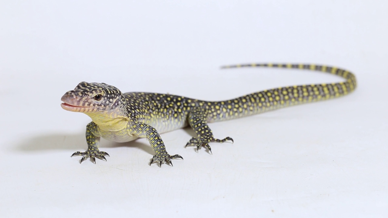 白色背景上的红树林巨蜥或西太平洋巨蜥(Varanus indicus)视频素材