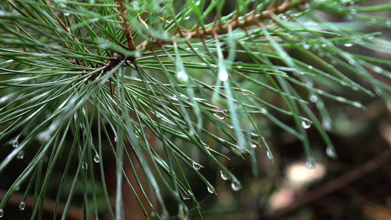 雨后云杉树枝上的水滴视频素材