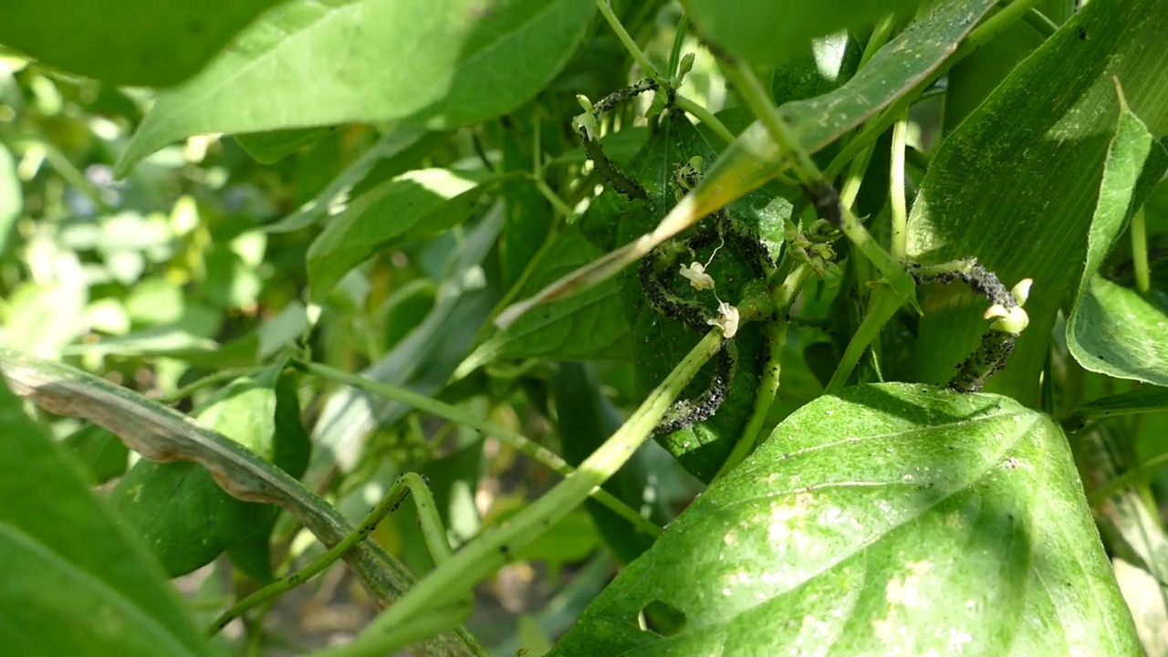 豆虱病、豆虱病、植物病虫害、植物病虫害、视频素材