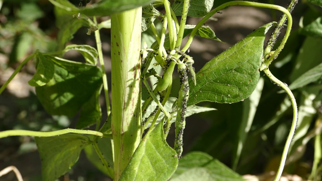 豆虱病、豆虱病、植物病虫害、植物病虫害、视频素材