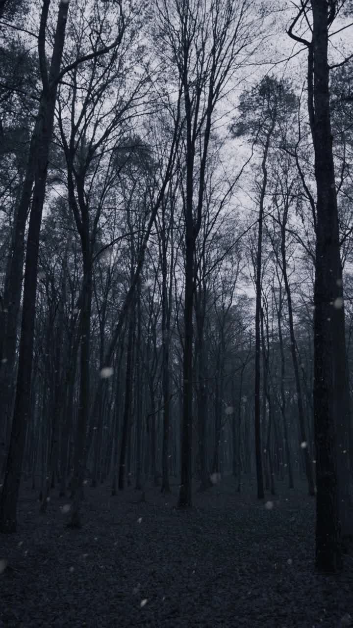 在寒冷的雪天垂直拍摄森林视频素材