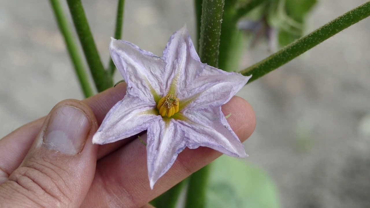 菜园，茄子花，茄子花，紫黄色的茄子花，视频素材