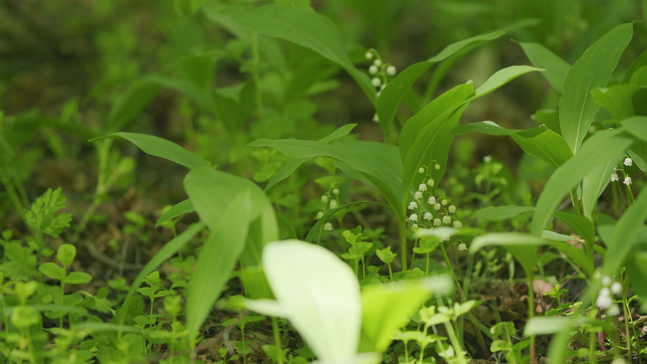 美丽的春花。五月的钟，五月的百合花，铃兰，铃兰。缓慢的运动。视频素材