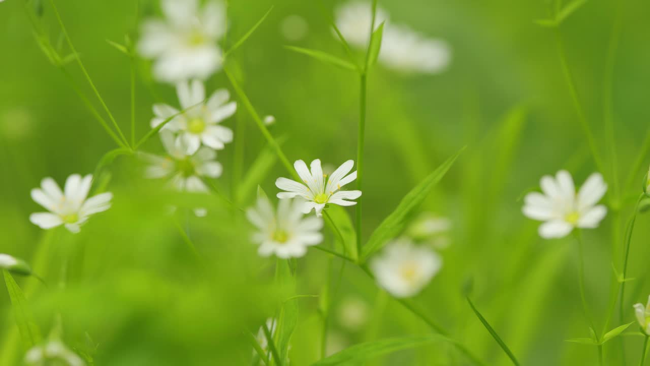 野生星宿白花随风摇曳。春天自然背景。宏观的观点。视频素材