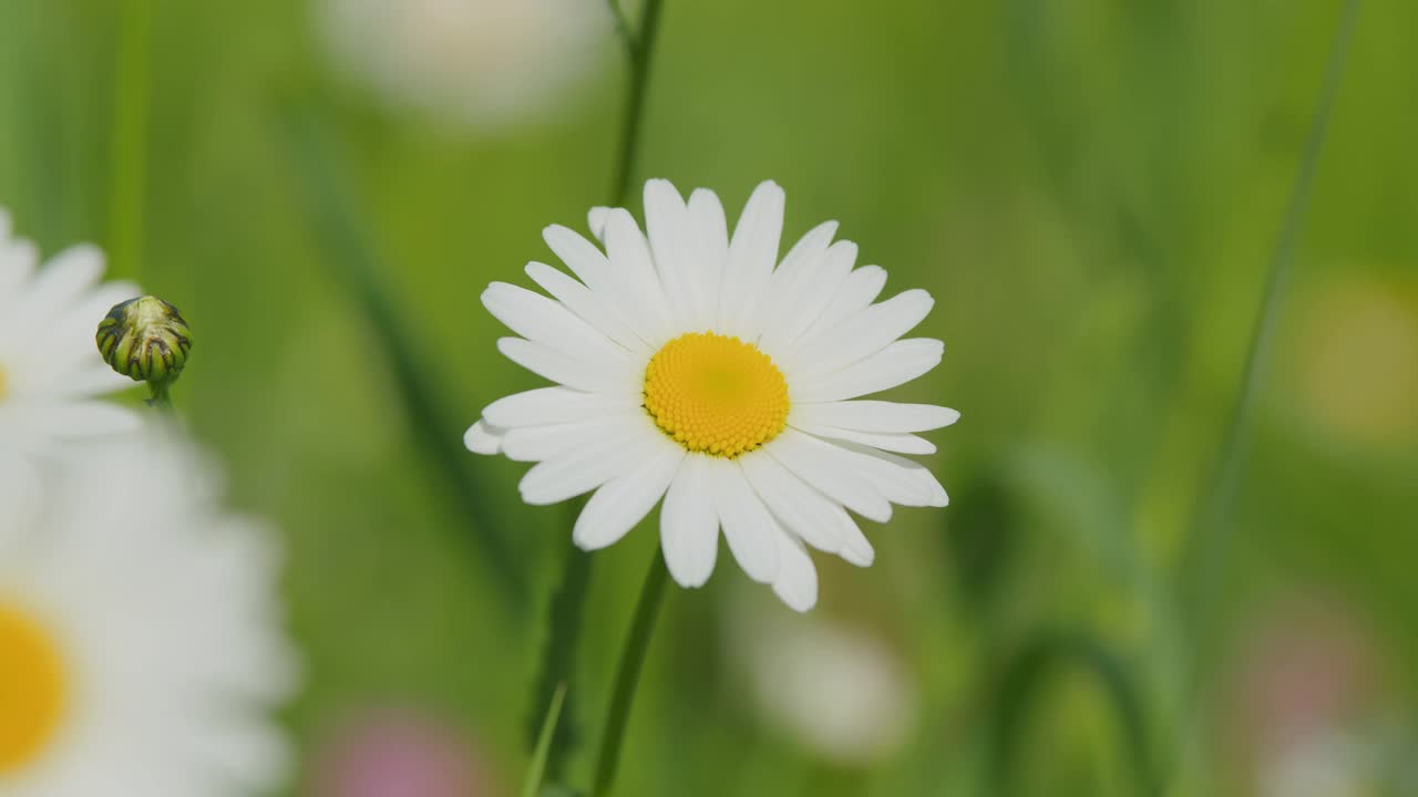 白色盛开的洋甘菊花夏季田野草地。美丽的花朵在阳光灿烂的日子里迎风摇曳。关闭了。视频素材