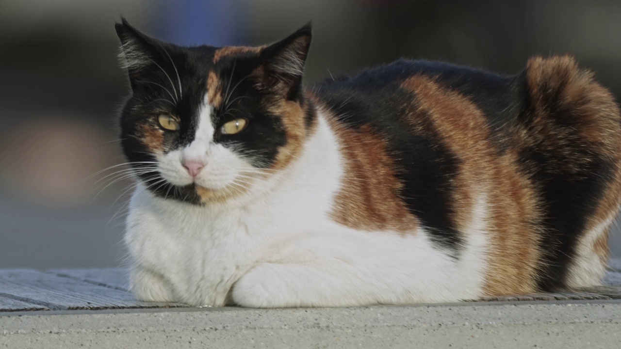 孤独的流浪猫坐在地板上看着相机视频素材