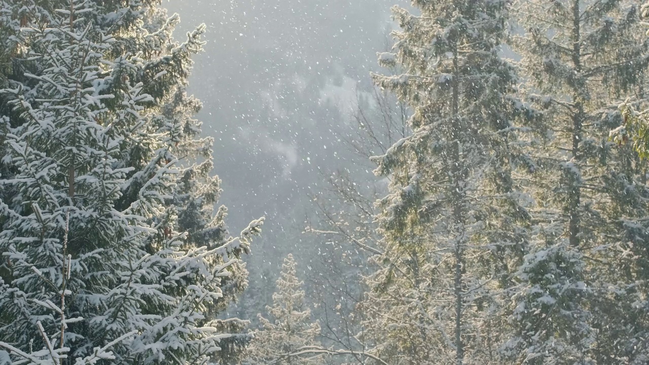 美丽的冬季景观，在日落时，雪慢慢地落在云杉森林里视频素材