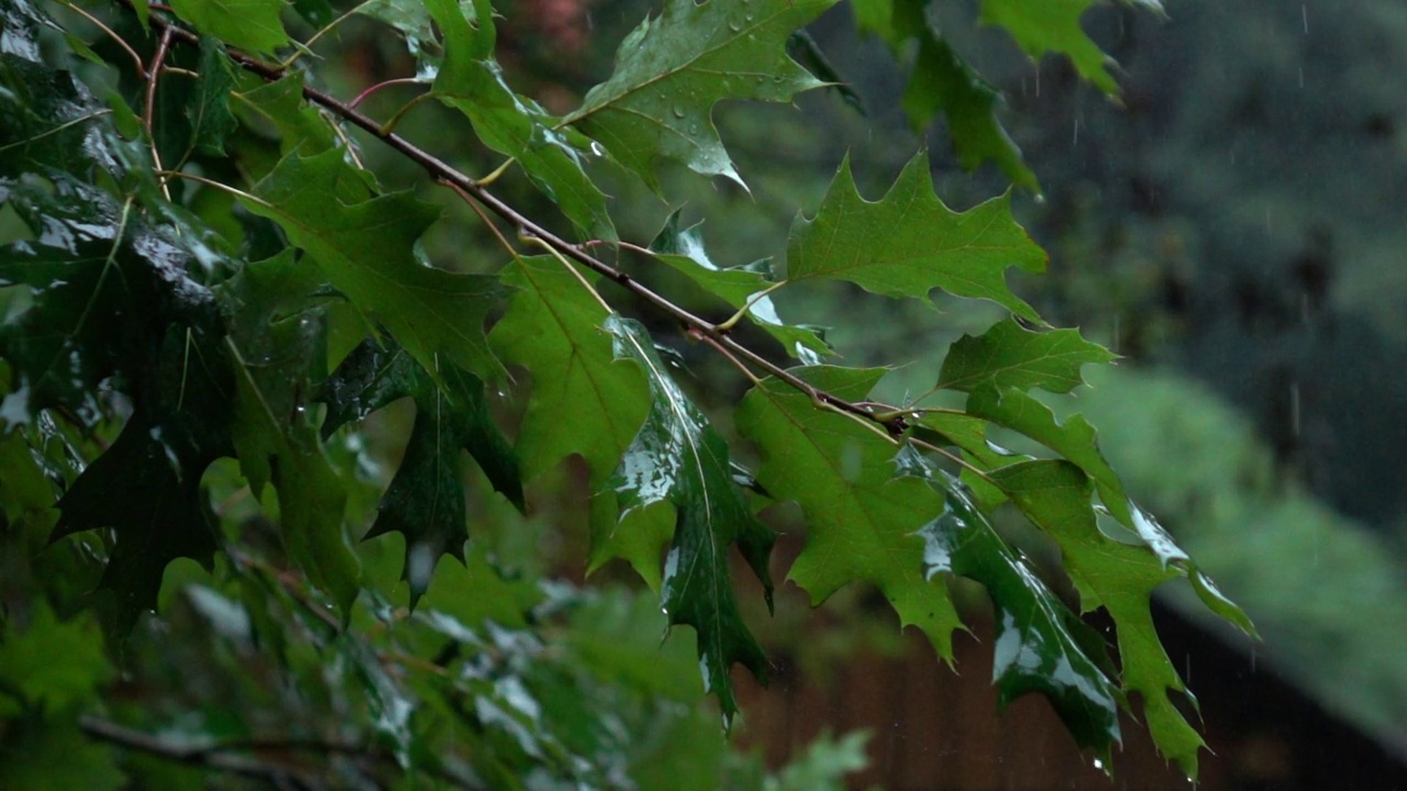 雨中的绿橡树叶，慢镜头视频素材