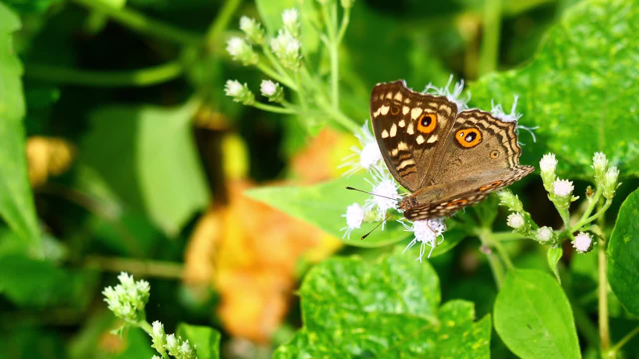 树上的柠檬三色蝶(Junonia lemonias)视频素材