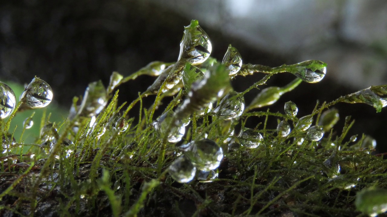 露珠苔藓视频素材