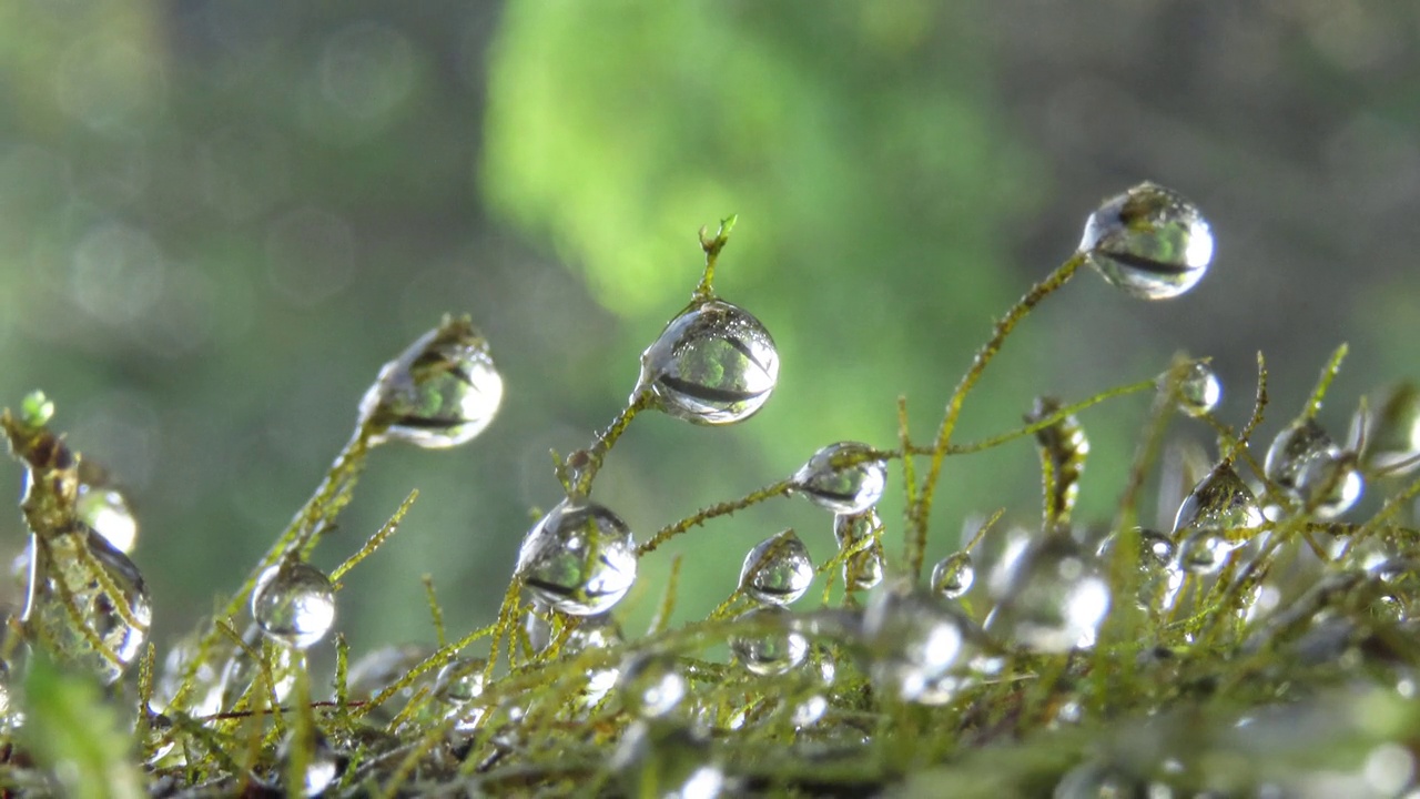 露珠苔藓视频素材