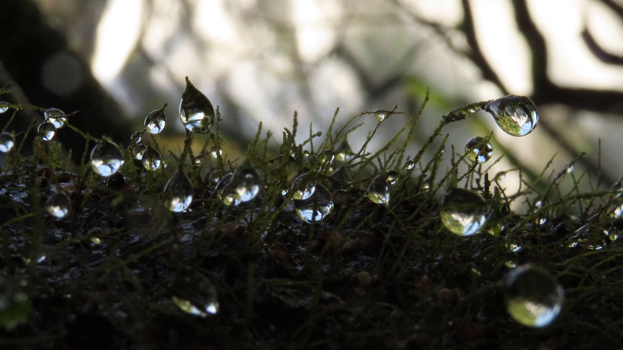 露珠苔藓视频素材